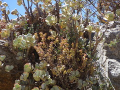 Crassula arborescens