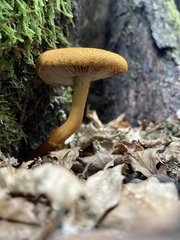 Cortinarius castoreus