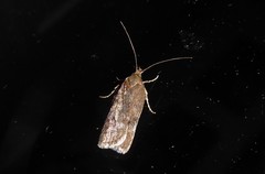 Phaeosaces apocrypta