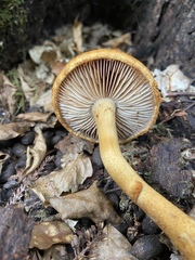 Cortinarius castoreus