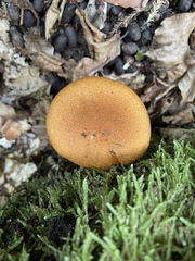Cortinarius castoreus