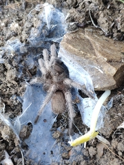 Chaetopelma olivaceum