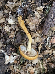 Cortinarius castoreus