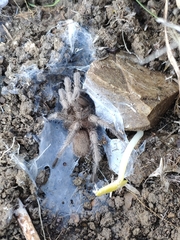 Chaetopelma olivaceum