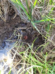 Chaetopelma olivaceum