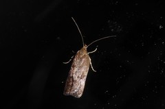 Phaeosaces apocrypta
