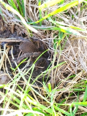 Chaetopelma olivaceum