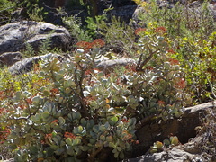 Crassula arborescens