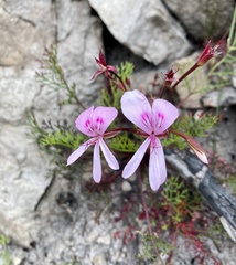 Pelargonium divisifolium