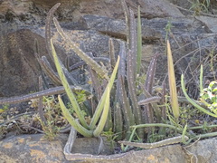 Stapeliinae