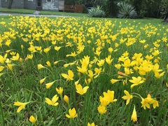 Zephyranthes pulchella