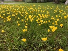 Zephyranthes pulchella