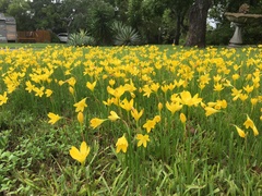 Zephyranthes pulchella