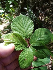 Rubus cardiophyllus