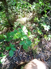 Rubus cardiophyllus