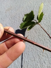 Rubus cardiophyllus