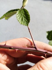 Rubus cardiophyllus