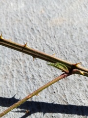 Rubus cardiophyllus