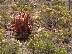 Aloe microstigma microstigma