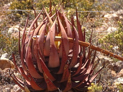 Aloe microstigma microstigma