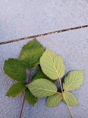 Rubus cardiophyllus