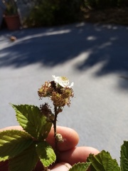 Rubus cardiophyllus