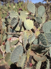 Opuntia lagunae