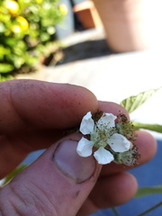Rubus cardiophyllus