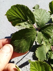 Rubus cardiophyllus