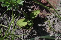 Alepidea