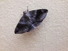 Bastilla amygdalis