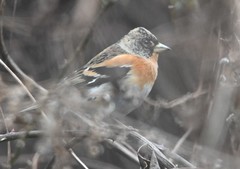 Fringilla montifringilla