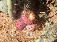 Opuntia lagunae