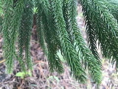 Araucaria columnaris