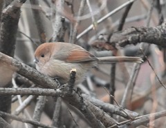 Sinosuthora webbiana