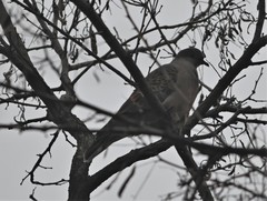 Streptopelia orientalis