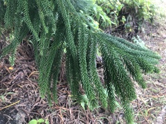 Araucaria columnaris