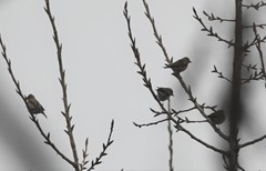 Fringilla montifringilla