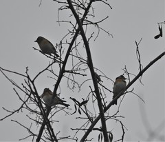 Fringilla montifringilla