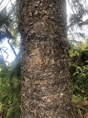 Araucaria columnaris