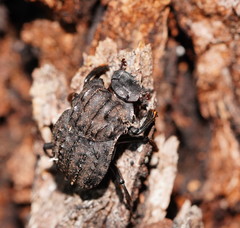Aulacopris reichei
