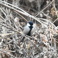 Parus minor