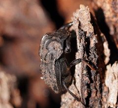Aulacopris reichei