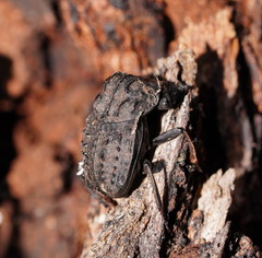 Aulacopris reichei