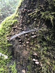 Micromphale arbuticola