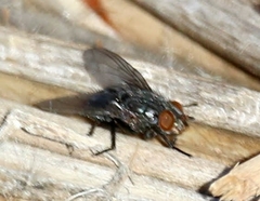 Calliphora latifrons