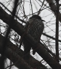 Hypsipetes amaurotis