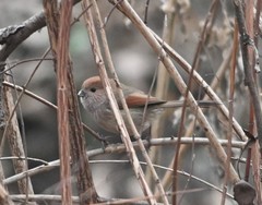 Sinosuthora webbiana