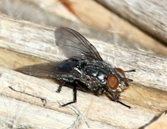 Calliphora latifrons
