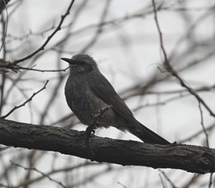 Hypsipetes amaurotis